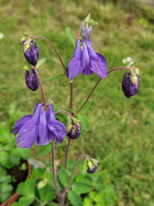 Aquilegia vulgaris